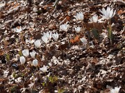 Sanguinaria canadensis 20100002