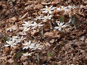 Sanguinaria canadensis 20100004