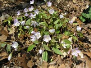 Claytonia carolina 0001