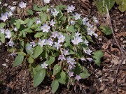 Claytonia caroliniana 0005