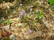 Claytonia virginica 0001