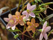 Claytonia virginica f. lutea 20190324 0001