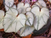 Cyclamen hederifolium ex Leonidi 20181104 0001