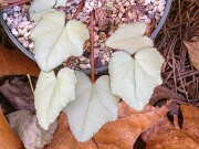 Cyclamen hederifolium ex Leonidi 20181104 0002