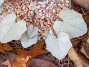 Cyclamen hederifolium ex Leonidi 20181104 0003