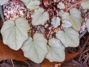 Cyclamen hederifolium ex Leonidi 20181104 0004