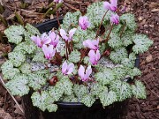Cyclamen hederifolium ssp. crassifolium 20221113 0001
