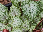 Cyclamen hederifolium ssp. crassifolium 20221113 0002