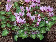 Cyclamen hederifolium ssp. crassifolium 20221113 0003