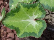 Cyclamen hederifolium ssp. crassifolium 20221113 0004