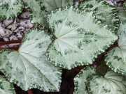 Cyclamen hederifolium ssp. crassifolium 20221113 0005