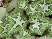 Cyclamen hederifolium ssp. crassifolium 20221113 0006