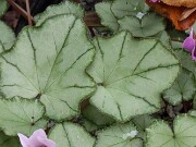 Cyclamen hederifolium ssp. crassifolium 20221113 0007