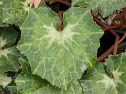 Cyclamen hederifolium ssp. crassifolium 20221113 0008