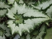 Cyclamen hederifolium ssp. crassifolium 20221113 0009