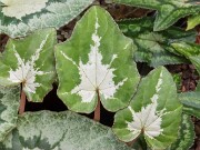 Cyclamen hederifolium ssp. crassifolium 20221113 0010