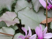 Cyclamen hederifolium ssp. crassifolium 20221113 0011