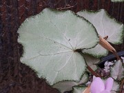 Cyclamen hederifolium ssp. crassifolium 20221113 0012