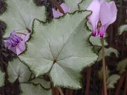 Cyclamen hederifolium ssp. crassifolium 20221113 0013