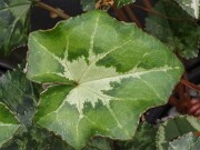 Cyclamen hederifolium ssp. crassifolium 20221113 0014