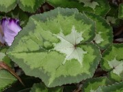 Cyclamen hederifolium ssp. crassifolium 20221113 0015