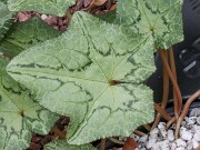 Cyclamen hederifolium ssp. crassifolium 20221113 0016