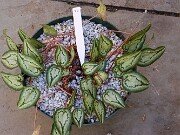 Cyclamen hederifolium Reference 20241102 0001