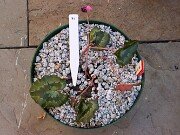 Cyclamen hederifolium Reference 20241102 0002