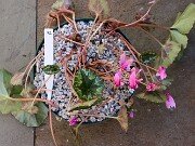 Cyclamen hederifolium Reference 20241102 0003