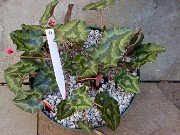 Cyclamen hederifolium Reference 20241102 0004