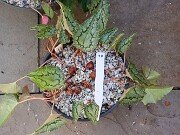 Cyclamen hederifolium Reference 20241102 0008