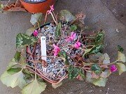 Cyclamen hederifolium Reference 20241102 0014