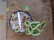 Cyclamen hederifolium Reference 20241102 0015