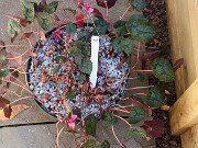 Cyclamen hederifolium Reference 20241102 0018