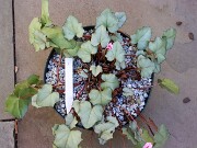 Cyclamen hederifolium numbered reference selections 20241102 0001