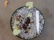 Cyclamen hederifolium numbered reference selections 20241102 0002