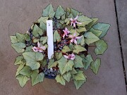 Cyclamen hederifolium numbered reference selections 20241102 0003