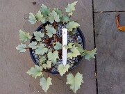 Cyclamen hederifolium numbered reference selections 20241102 0004