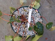 Cyclamen hederifolium numbered reference selections 20241102 0005-2