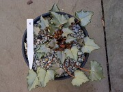 Cyclamen hederifolium numbered reference selections 20241102 0005