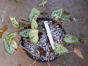 Cyclamen hederifolium numbered reference selections 20241102 0006-2