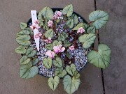 Cyclamen hederifolium numbered reference selections 20241102 0006