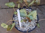 Cyclamen hederifolium numbered reference selections 20241102 0007-2