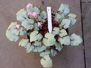 Cyclamen hederifolium numbered reference selections 20241102 0007