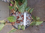 Cyclamen hederifolium numbered reference selections 20241102 0008-2