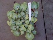 Cyclamen hederifolium numbered reference selections 20241102 0008