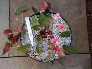 Cyclamen hederifolium numbered reference selections 20241102 0009-2