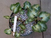 Cyclamen hederifolium numbered reference selections 20241102 0009