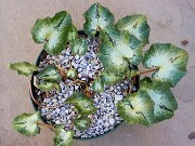 Cyclamen hederifolium numbered reference selections 20241102 0010