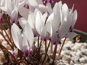 Cyclamen graecum ssp. candicum 20150923 0005